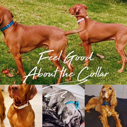 Personalized Dog Collars
