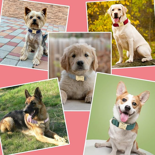 Personalized Dog Collars